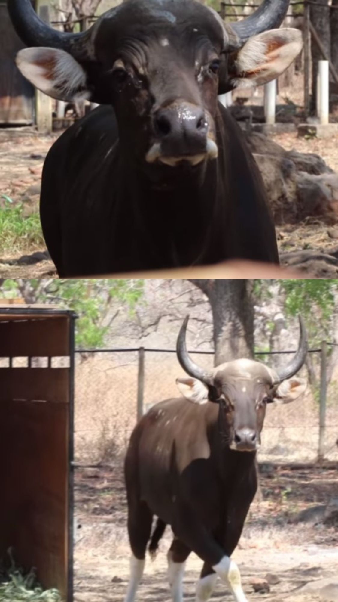 Potret Dimas Banteng Jantan yang Bakal Kawini Lima Betina Taman Nasional Baluran, Bingung saat Pertama Datang ke Situbondo