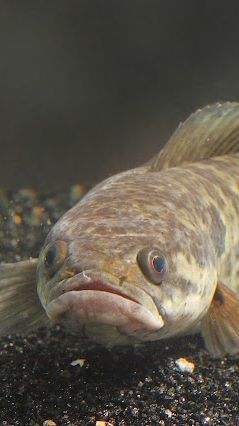 Ikan Gabus, Si Ekonomis Dengan Sejuta Manfaat, Mulai dari Penyembuhan Luka Hingga Untuk Ibu Hamil