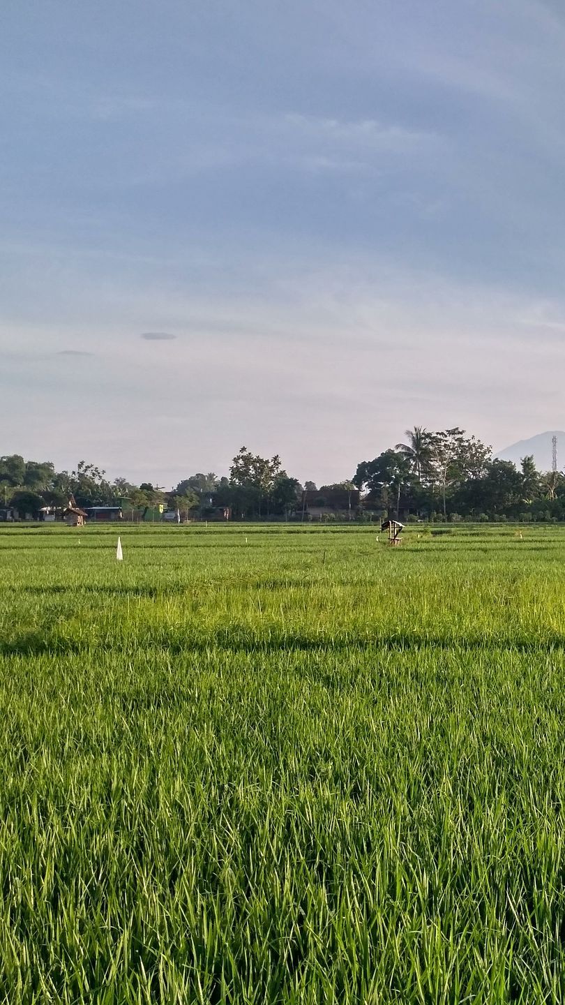 Cara Unik Pemkab Purwakarta Atasi Hama Tikus, Sebar Pasukan Burung Hantu di Persawahan