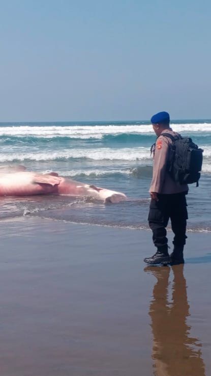 Hiu Paus Sepanjang 6,6 Meter Ditemukan Mati di Pantai Bali