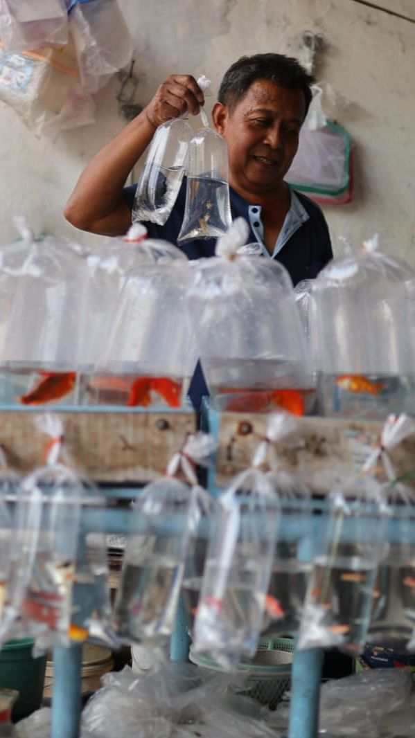 Gang Legendaris Kota Madiun Ini Dulu Surga bagi Pencinta Ikan Hias, Ini Potret Terbarunya Tersisa Satu Pedagang