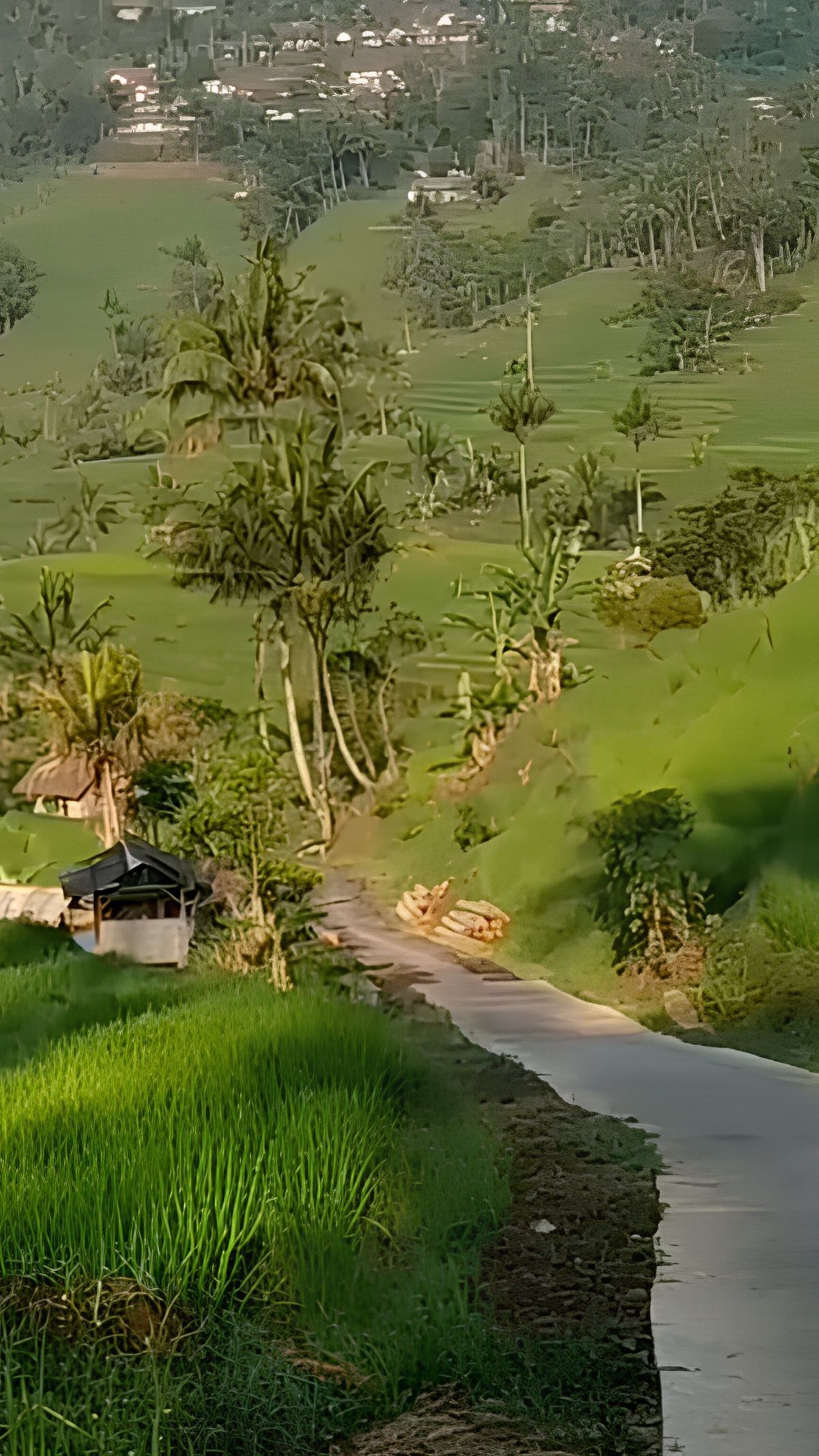 Disebut Mirip Eropa, Desa di Ciamis Ini Punya Jalan Indah yang Membelah Terasering Sawah