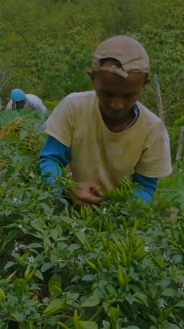 Tanam Cabai, Kelompok Petani Ini Raup Omzet Jutaan Rupiah Tiap Kali Panen