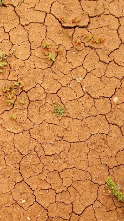 Potret Miris Warga Trenggalek Terdampak Kemarau Panjang, Belasan Desa Krisis Air Bersih dan 32 Kali Kebakaran Hutan