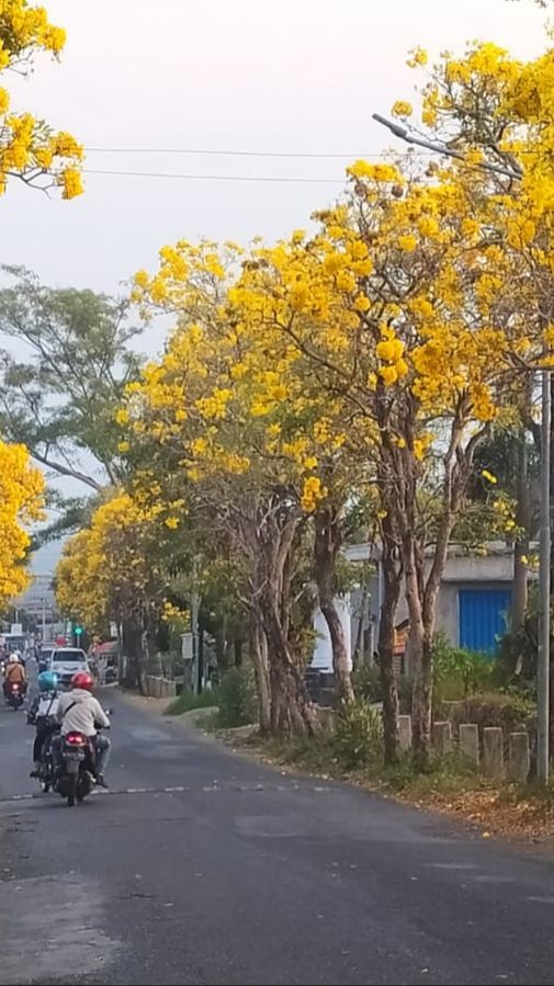 Jalan di Kota Batu Seperti Musim Semi di Jepang