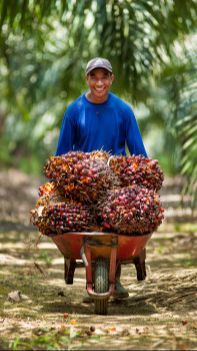 Kembangkan Minyak Goreng Merah, PTPN III Bangun Pabrik Kelapa Sawit Mini di Lahan 1.000 Hektare