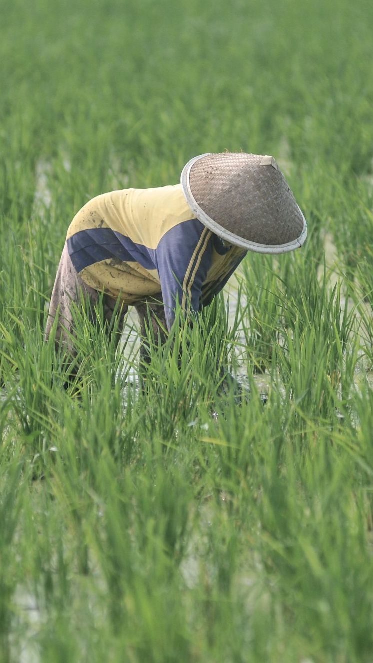 Harga Beras Naik, BPS Ungkap Fakta Soal Petani