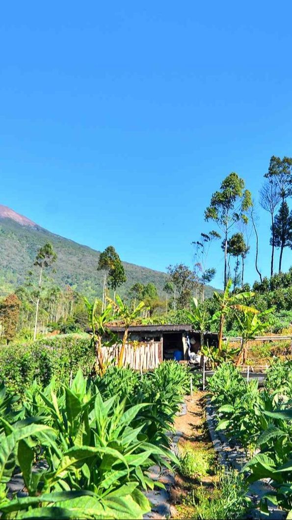 Petani Minta Kemenkes Kaji Ulang Aturan Tembakau di RPP Kesehatan, Kenapa?