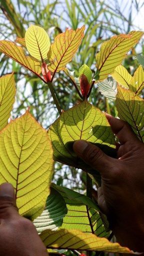 Mengenal Daun Kratom, Benarkah Miliki Manfaat atau Sepenuhnya Bahaya Seperti Narkotika?