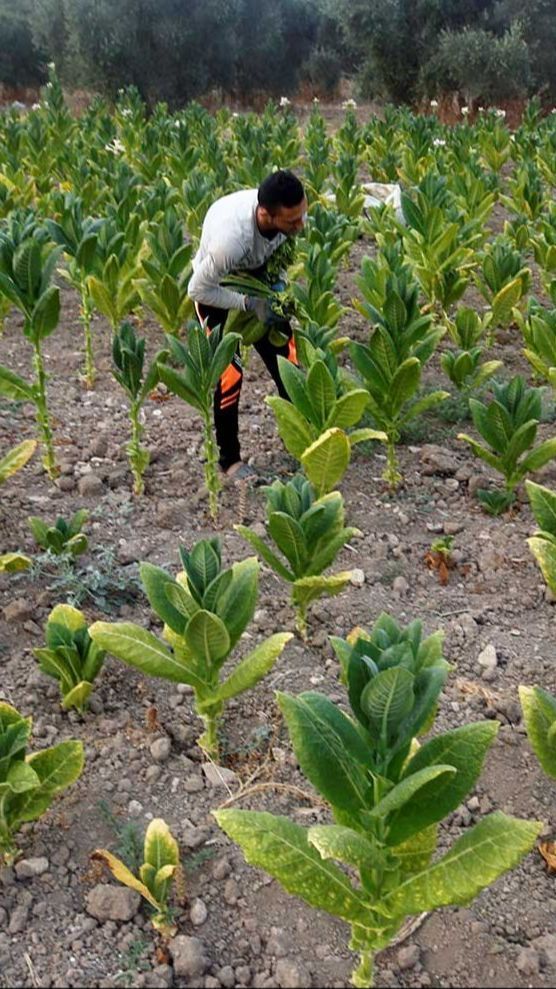 Di Daerah Ini Ada 92 Perusahaan Rokok, Serap 80.000 Tenaga Kerja