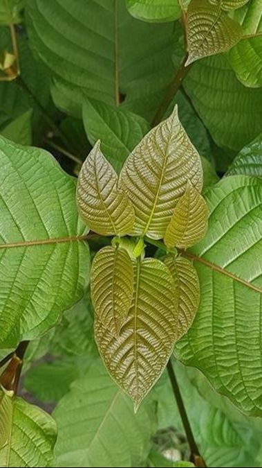 Efek Samping Daun Kratom untuk Kesehatan, Perlu Diwaspadai