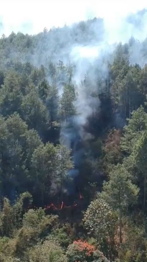 Hutan Pinus Gunung Selendang 2,5 Hektare di Lumajang Terbakar