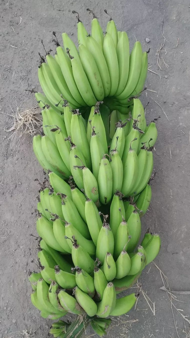 Mengunjungi Surga Pisang Indonesia, Pengunjung Bisa Temukan Berbagai Jenis Pisang di Sepanjang Jalan