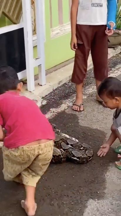 Gokil, Nyali Bocah Ini Tangkap Ular Sanca Sepanjang 3 Meter