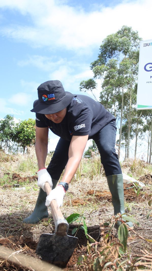 Jaga Kelestarian Danau Toba, BRI Peduli 'Grow & Green' Tanam 2.500 Bibit Pohon di Samosir