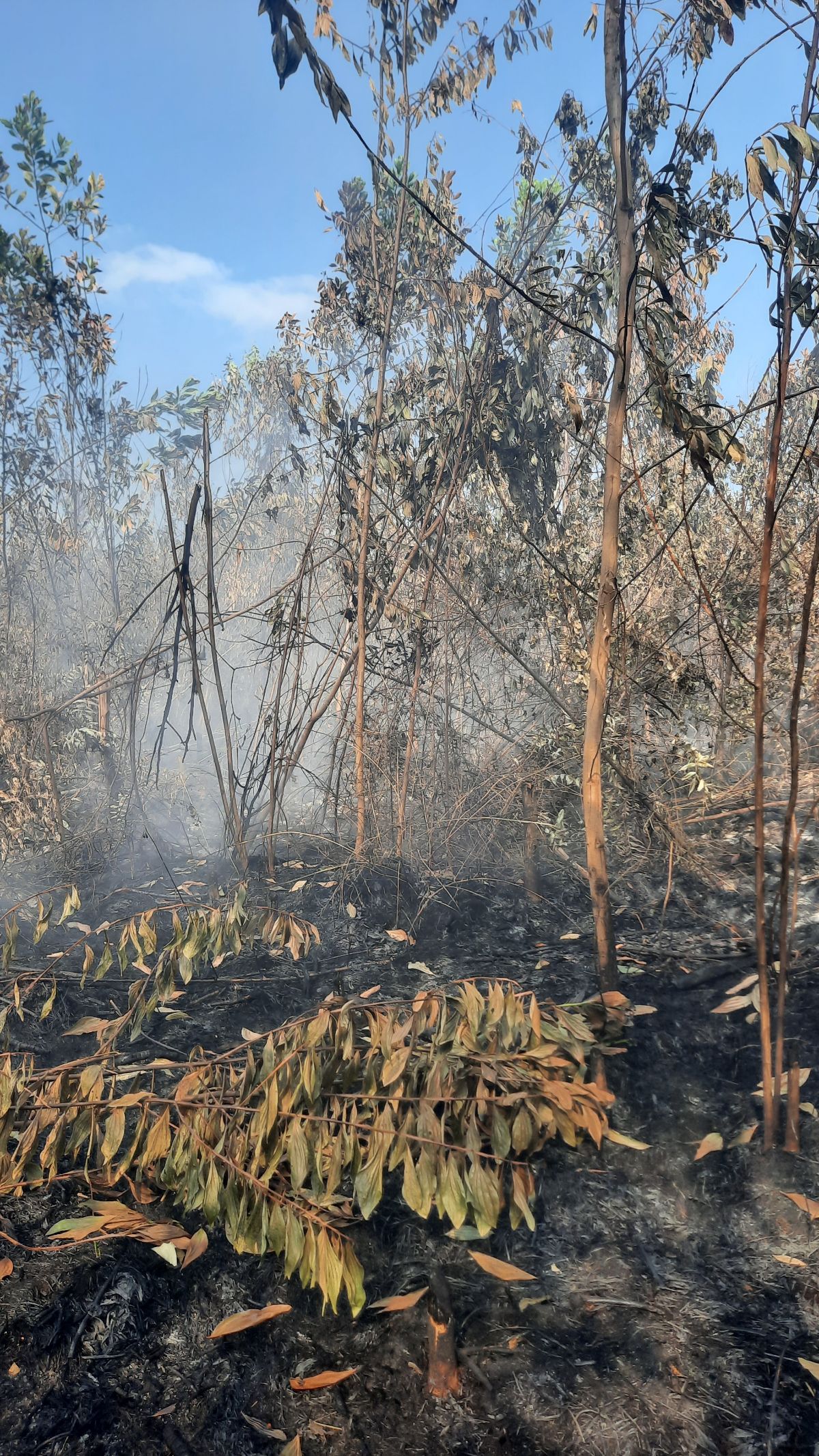 Sepanjang 2023, 34 Orang Ditetapkan Tersangka Kebakaran Lahan di Riau & Paling Banyak di Rohil