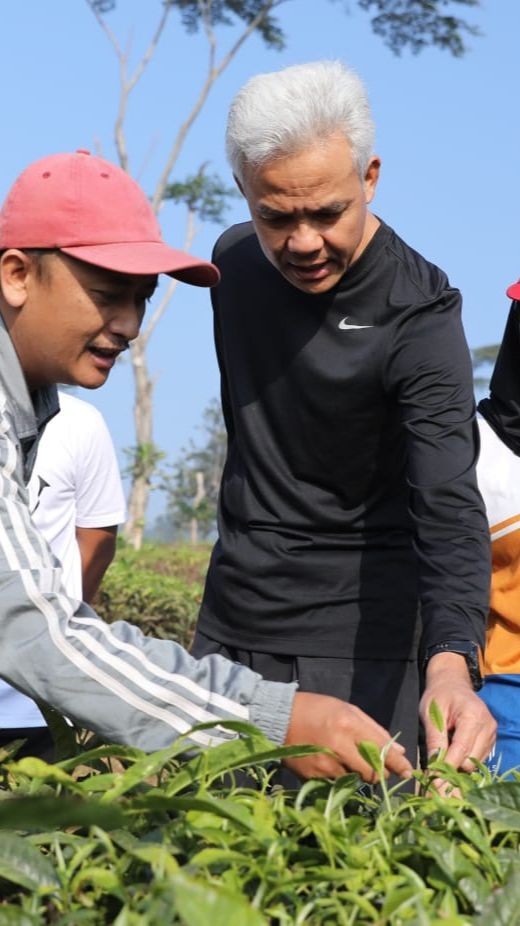 Blusukan ke Kaki Gunung Gede, Ganjar Kursus Singkat Memetik dan Janji Kembangkan Teh Indonesia