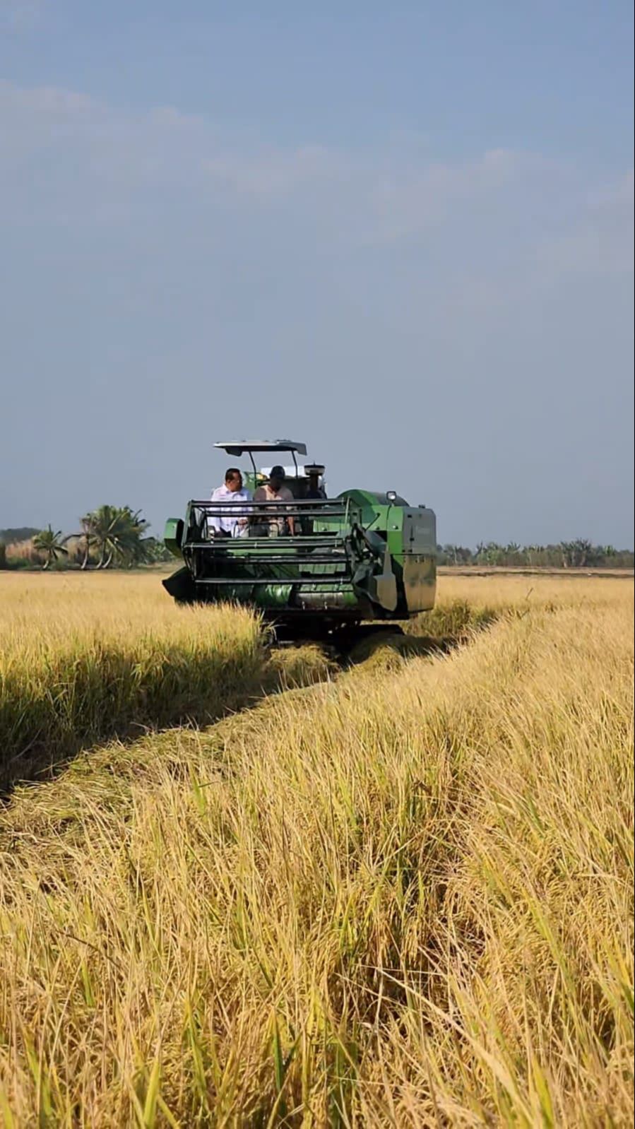 Panen Padi Di Merauke, Komisi IV DPR RI Apresiasi Petani Distrik Tanah Miring