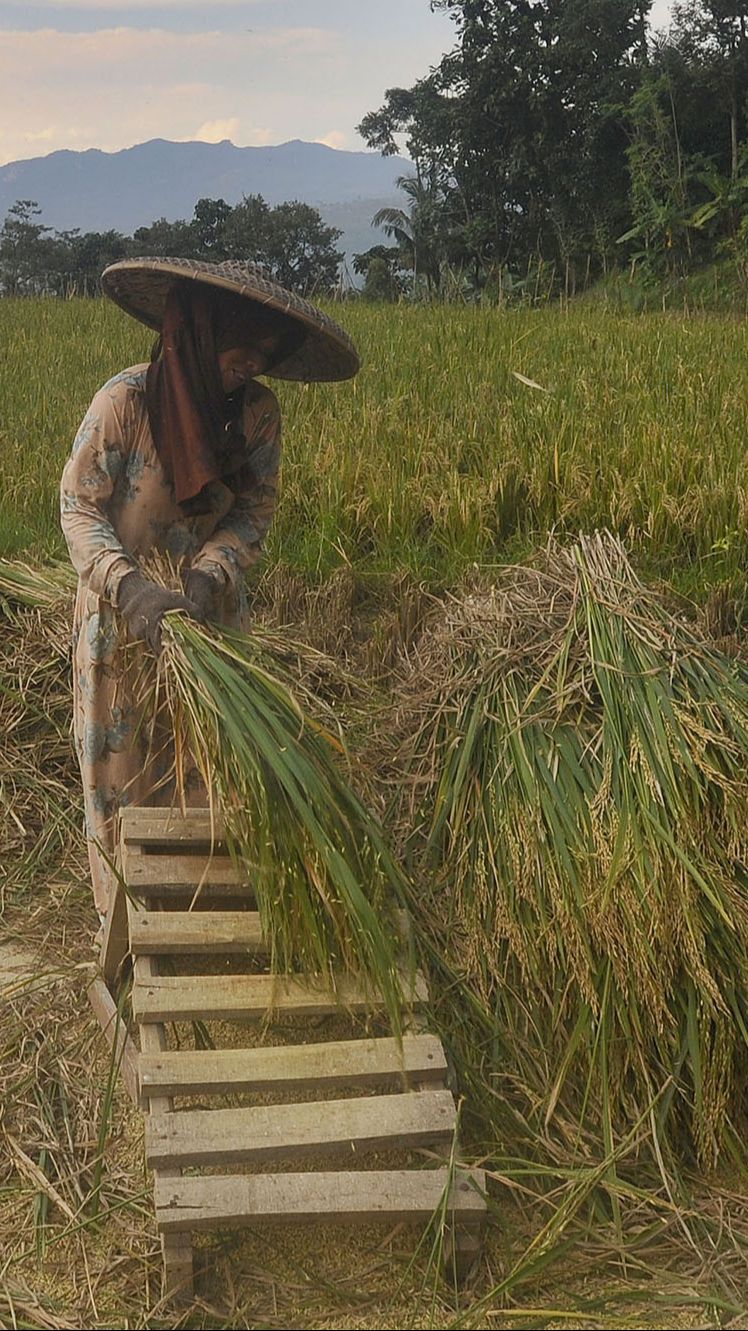 Harga Gabah Mahal, Jokowi: Petani Senang, Tapi Pembeli Beras Tidak