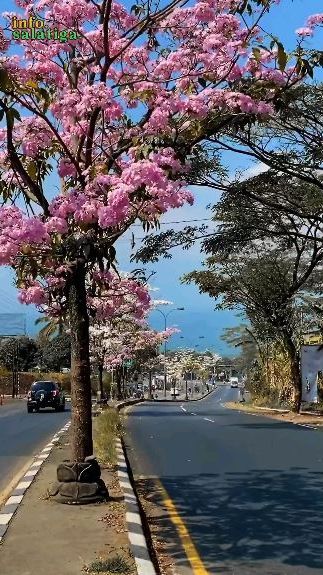 Indahnya Tabebuya yang Sedang Berbunga di Salatiga, Serasa di Negeri Sakura Jepang