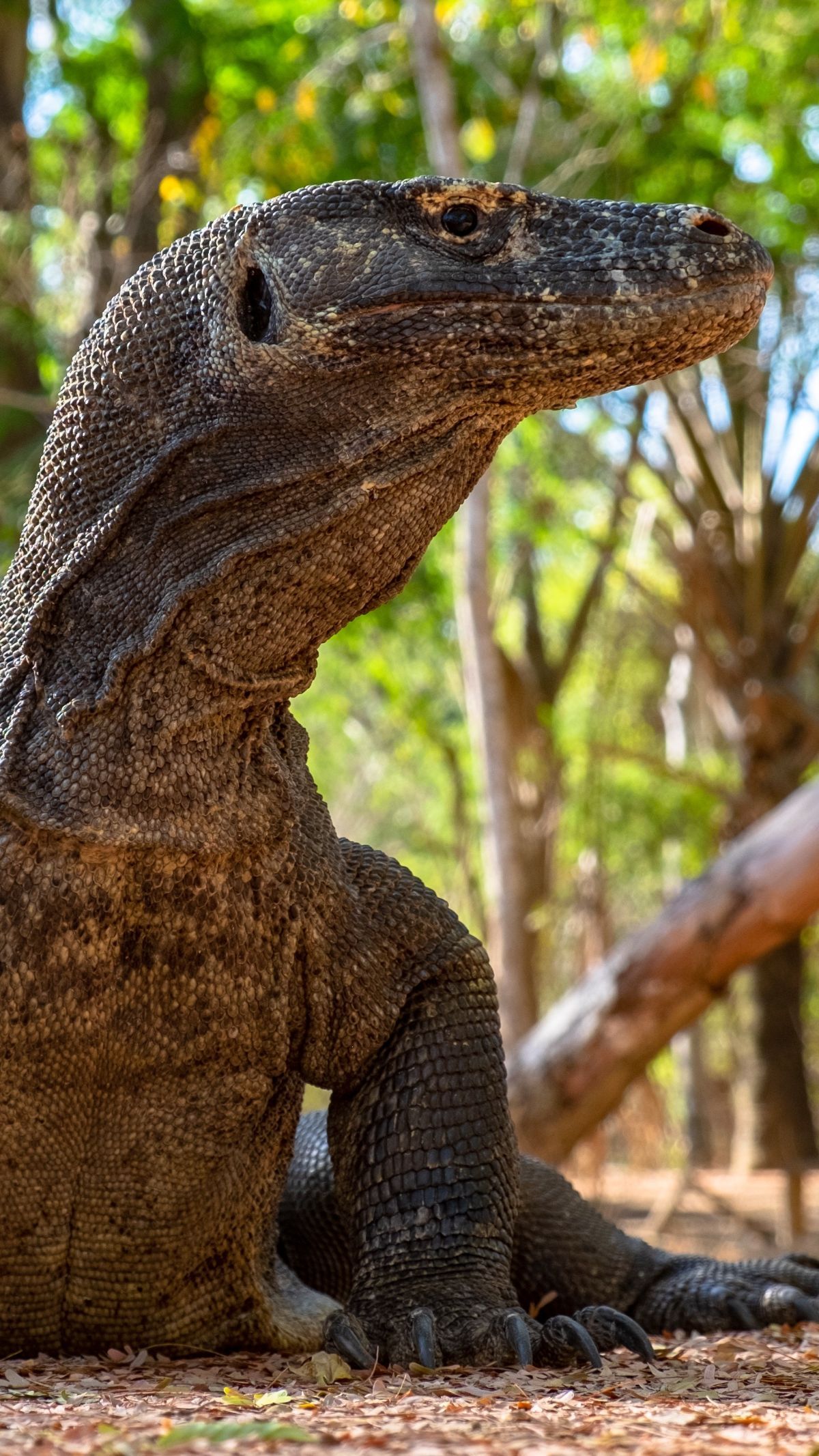 Anak Komodo Coba Diselundupkan ke Bali, Modus Dibungkus Kaus Kaki dan Disimpan di Ransel