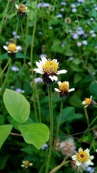 4 Ramuan Bahan Alami Murah Meriah untuk Atasi Rambut Rontok, dari Bunga Sepatu sampai Gletang