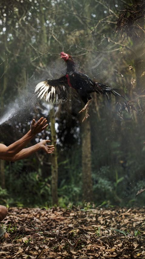 Ciri-Ciri Ayam Petarung yang Bagus, Perhatikan Bentuk Paruh hingga Ekornya