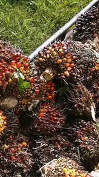 Industri Kelapa Sawit untuk Pengentasan Garis Kemiskinan di Desa