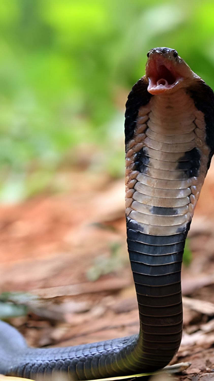 Viral Muncul Ular Kobra Serang Wisatawan di Leang Londrong Pangkep, Begini Faktanya