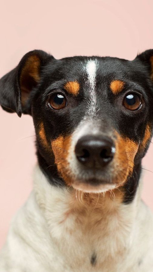 Ternyata Anjing Gemar Makan Kotoran Sendiri, Ini Penyebabnya!