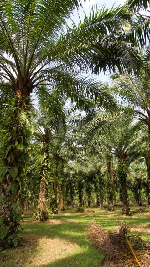 Manfaat Kelapa Sawit bagi Manusia, Tak Cuma Jadi Minyak untuk Kesehatan