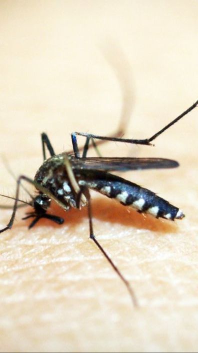 Apakah Nyamuk Wolbachia Penyebab Radang Otak Japanese Encephalitis? Ini Kata Peneliti