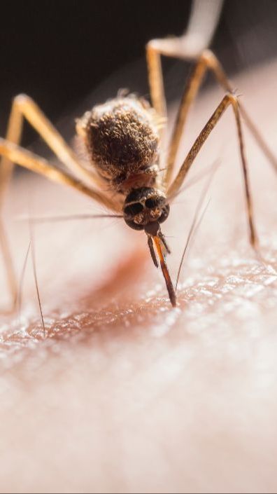 Kemenkes Sebar Nyamuk Wolbachia di 5 Kota, Ini Daftarnya