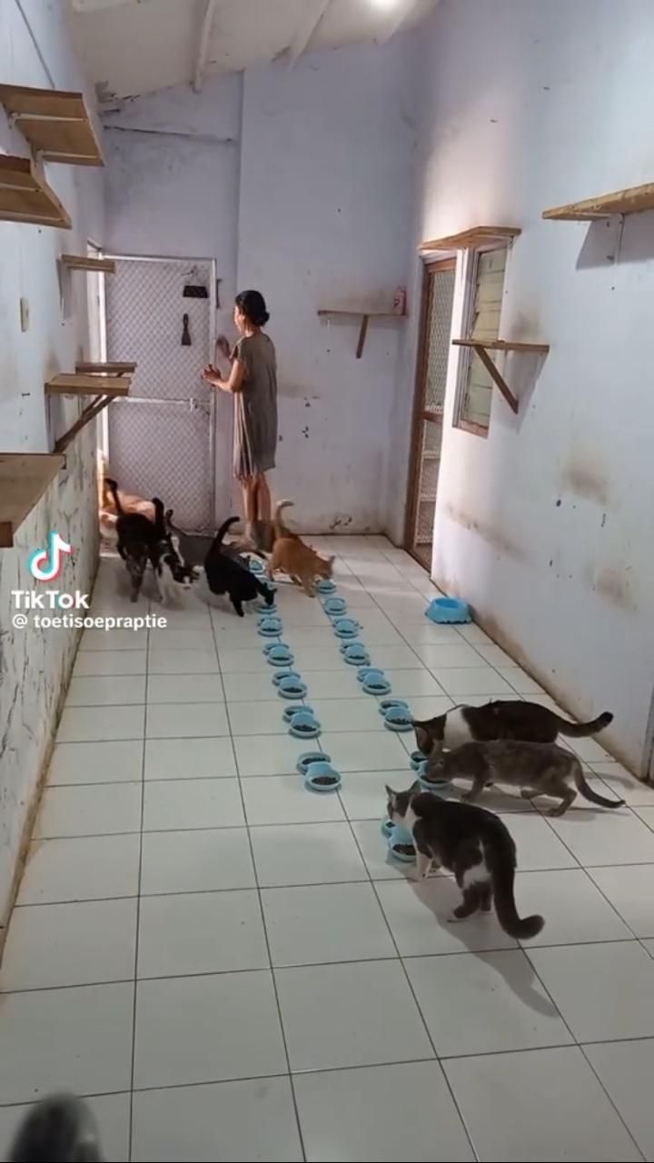 Viral Wanita Punya Ratusan Ekor Kucing di Rumah, Ini Sosok Tuti Suprapti yang Curi Perhatian