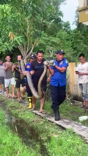 Bikin Merinding, Ular Piton Ukuran Jumbo Mau Makan Kambing Sudah Dililit