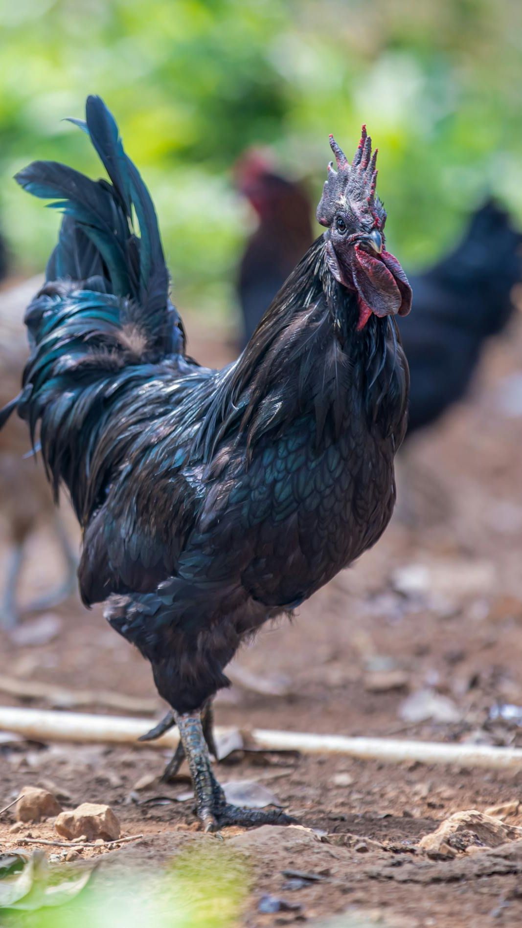 5 Fakta Ayam Cemani, Ayam Hitam Termahal di Dunia yang Harganya Capai Puluhan Juta Rupiah