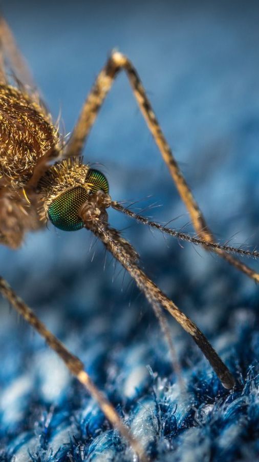 Benarkah Nyamuk Wolbachia Bisa Sebarkan Radang Otak? Ini Faktanya!