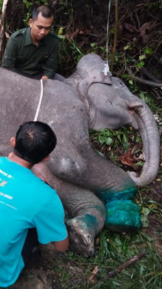 Miris! Anak Gajah Sumatera Mati di Areal Konsesi Akasia Pelalawan, Kaki Putus Kena Jerat Tali