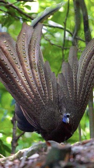 Dinyatakan Punah, Begini Penampakan Burung Kuau Raja dari Zaman Purba yang Ditemukan Kembali di Indonesia