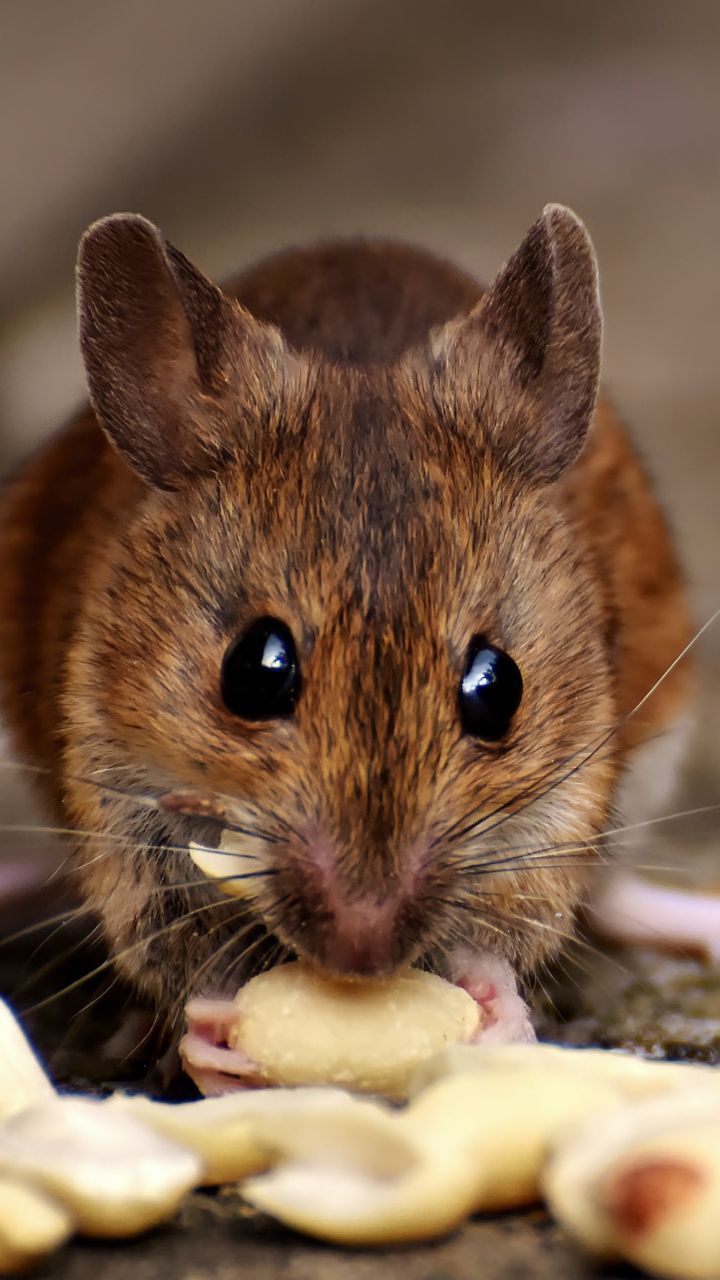 Tikus dan Manusia Ternyata Punya Kesamaan Perilaku, Ini Faktanya