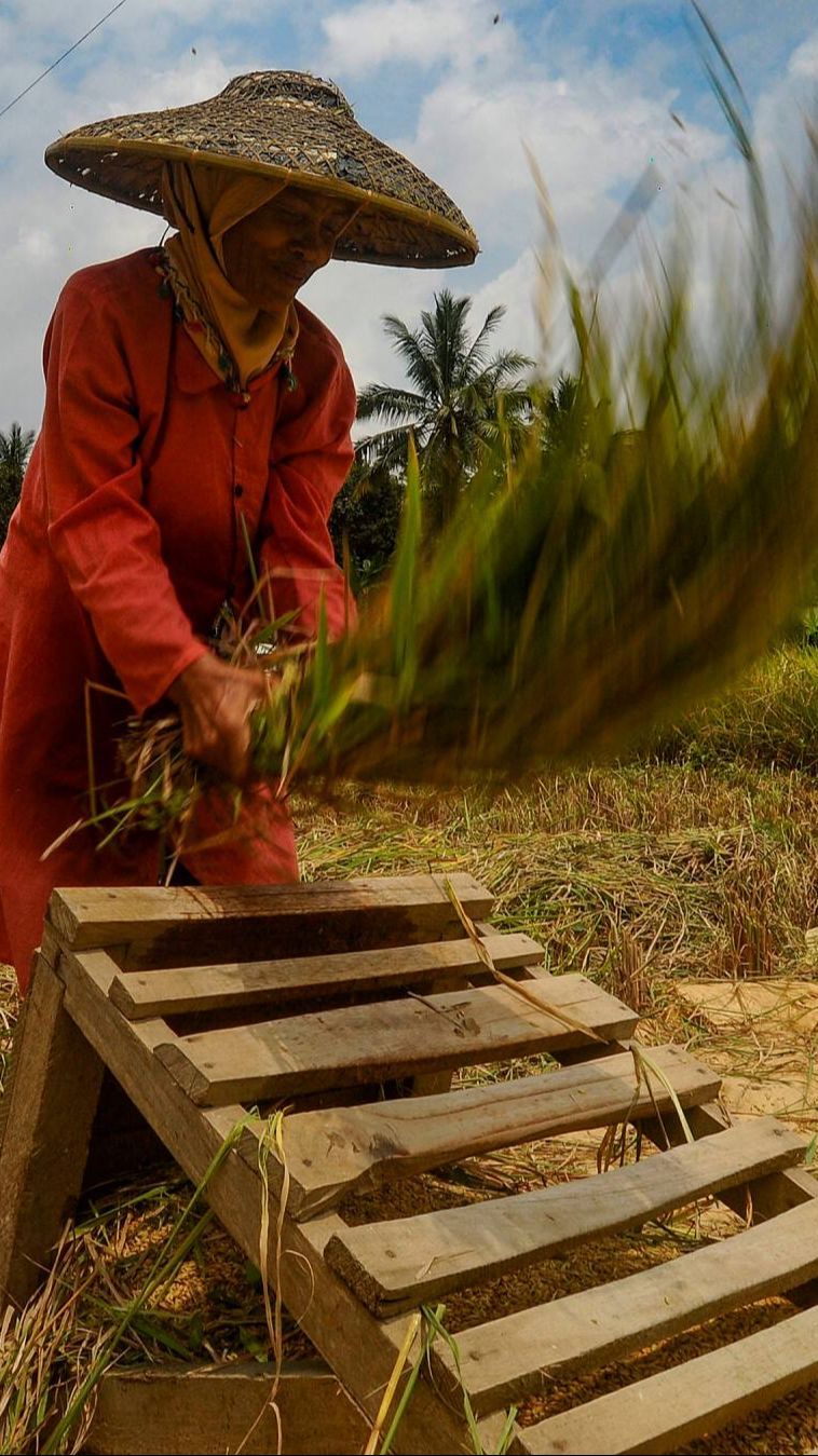 FOTO: Dampak Gagal Panen, Harga Gabah Melonjak Tinggi Rp750 Ribu per Kwintal