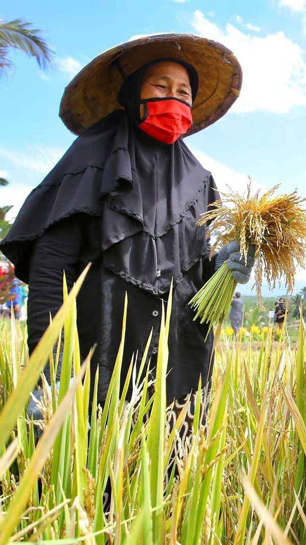 DPR: Insentif Harga Membuat Petani Semangat Tingkatkan Produksi Disaat El Nino