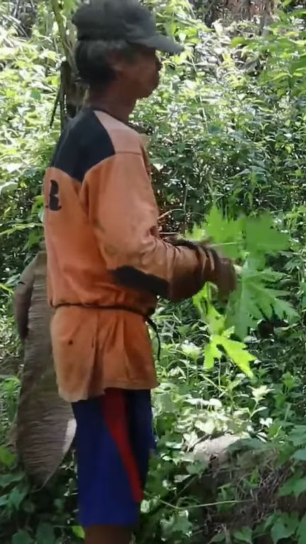 Berladang Jauh di Dalam Hutan, Petani Pangandaran Makan Ini Demi Bertahan Hidup