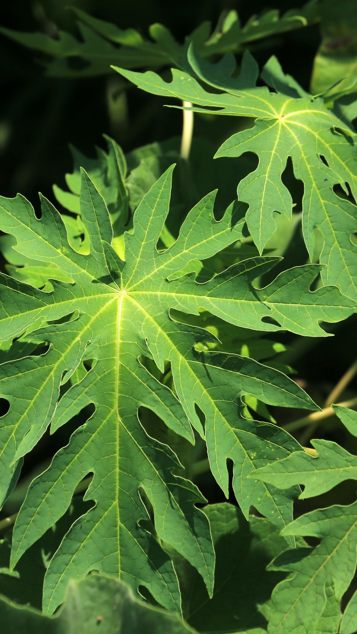 Cara Mudah Hilangkan Rasa Pahit Daun Pepaya dengan Daun Senggani