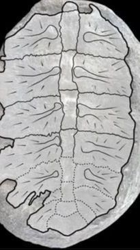 Sempat Dikira Tanaman Purba Selama Puluhan Tahun, Ternyata Fosil Bayi Kura-Kura Berusia 125 Juta Tahun