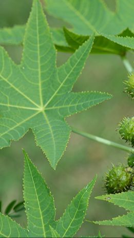 Daun Jarak Punya Banyak Manfaat untuk Tubuh, Bisa Obati Sakit Gigi