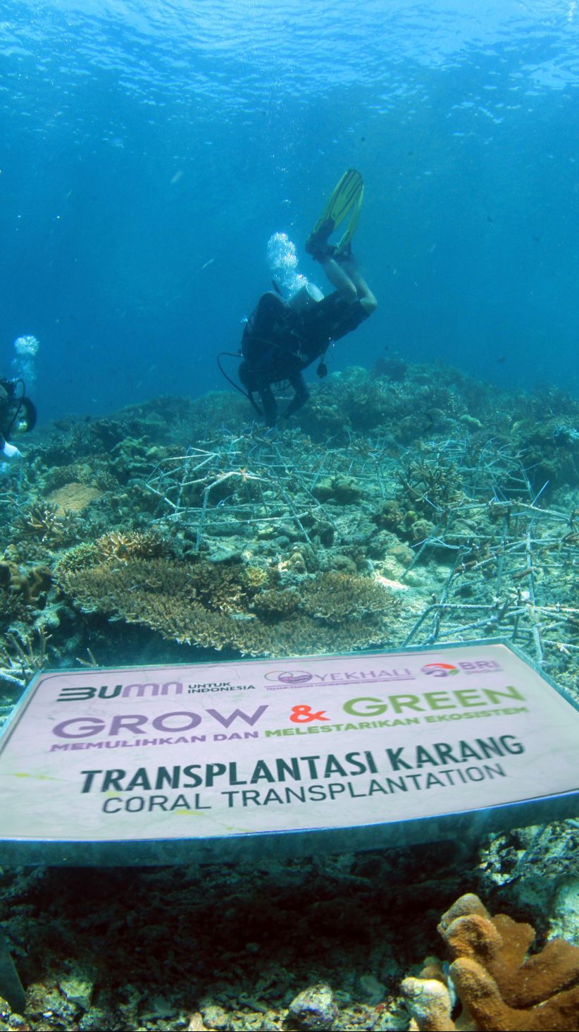 FOTO: Kolaborasi BRI Peduli dan Kelompok Maratua Peduli Lingkungan Lakukan Transplantasi Karang di Pulau Maratua