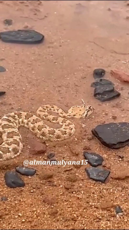 VIDEO: Ratusan Ular Berbisa Gurun Pasir Serbu Pinggiran Kota Mekkah, Banyak Hewan Ternak Mati Digigit