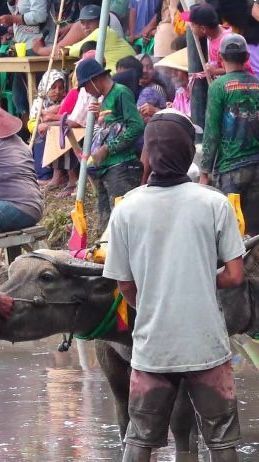 Serunya Kerapan Kerbau Tradisi Petani di Lumajang Jelang Masa Tanam