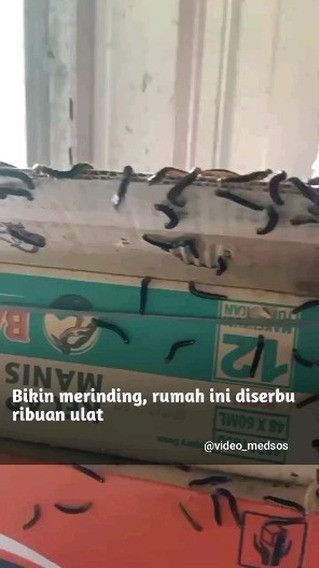 Bikin Merinding! Ribuan Ulat Bulu Serbu Rumah Warga